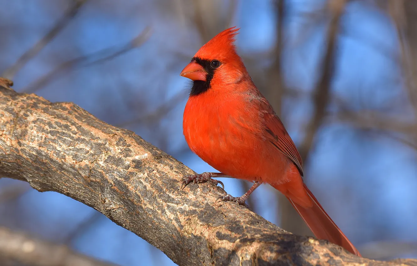 Photo wallpaper light, branches, bird, blue background, bokeh, cardinal, red cardinal