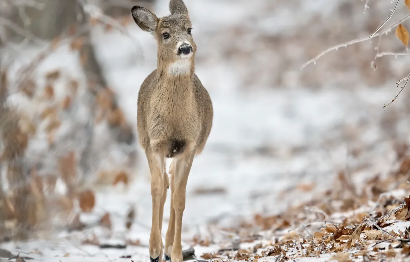 Photo wallpaper winter, nature, White-tailed Deer