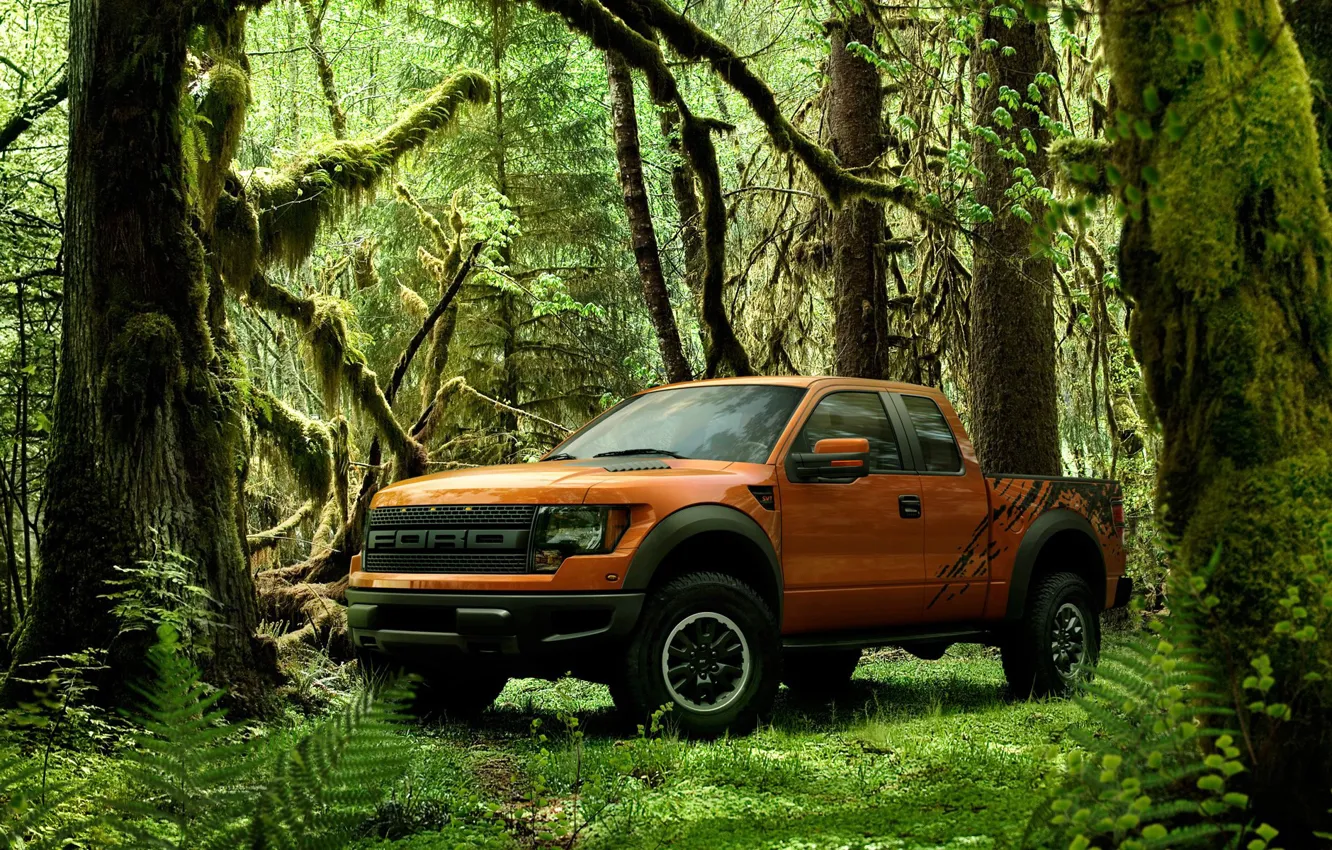 Photo wallpaper greens, forest, Pickup