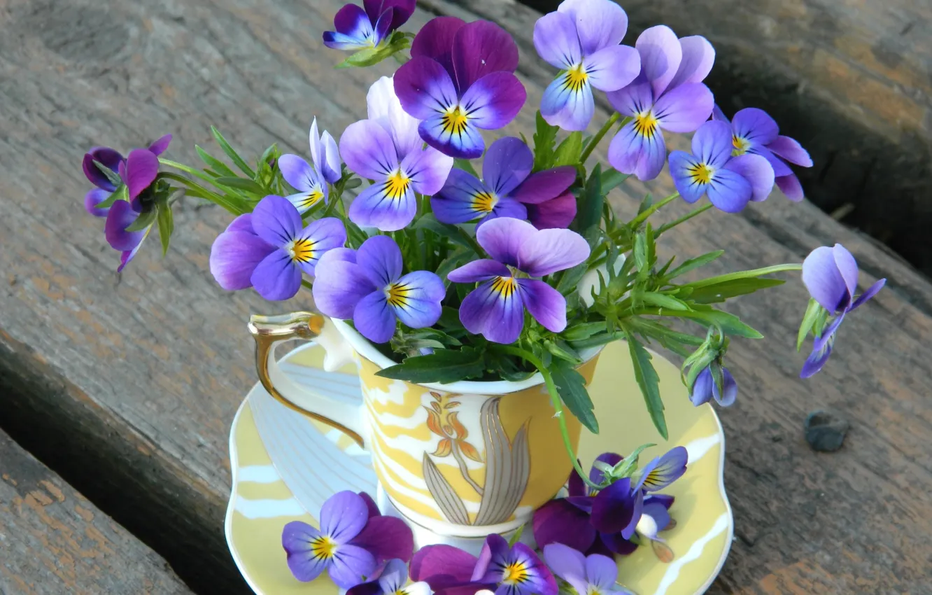 Photo wallpaper flowers, Cup, Pansy, a bunch