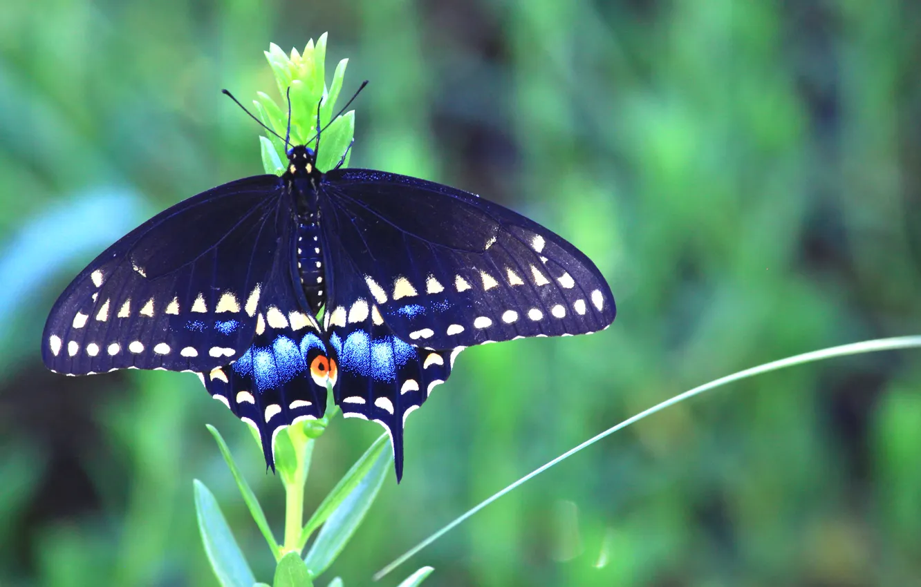 Photo wallpaper greens, butterfly, swallowtail. stem