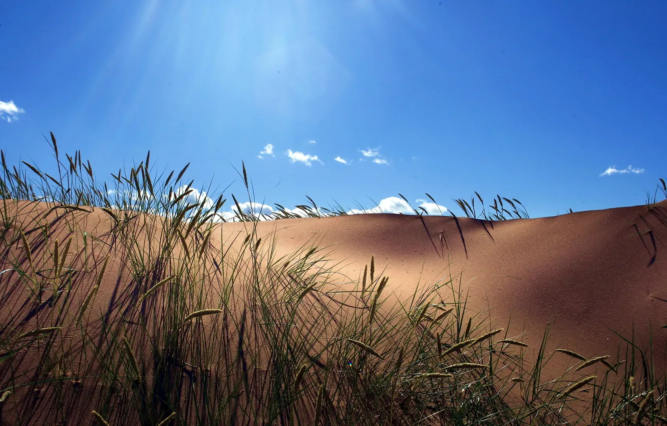 Photo wallpaper summer, the sky, grass, dunes