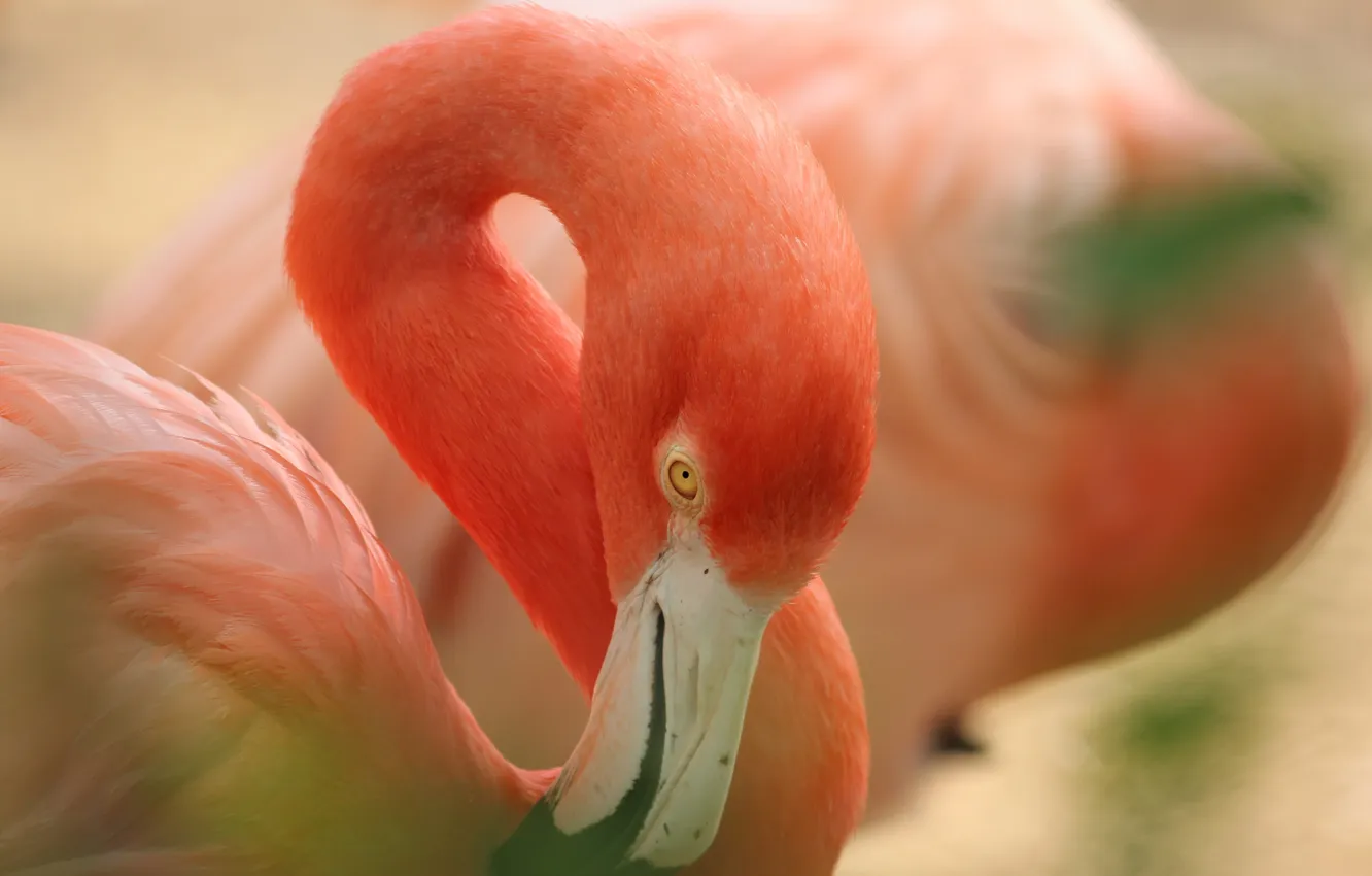 Photo wallpaper pink, bird, beak, Flamingo