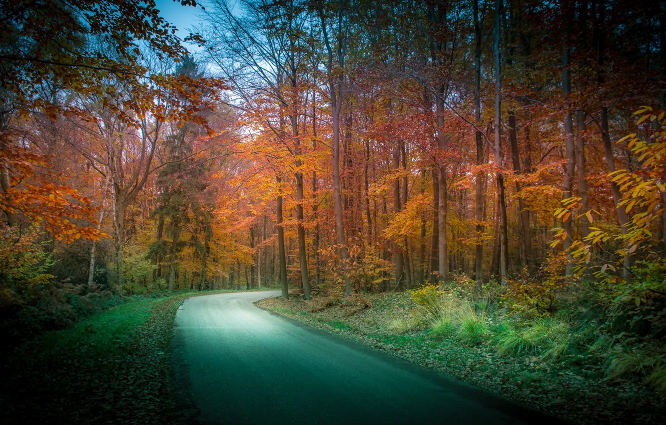 Photo wallpaper road, autumn, forest, trees