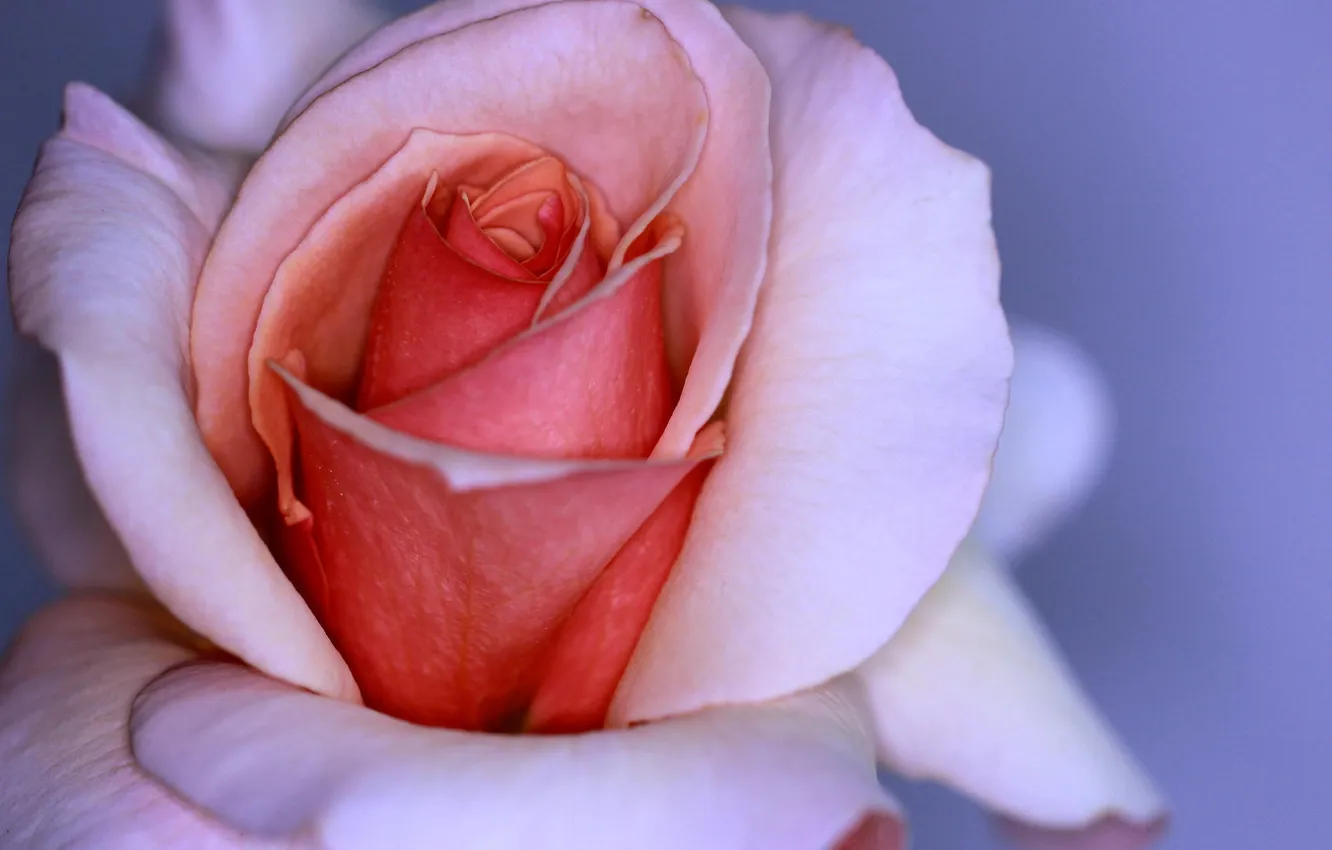 Photo wallpaper flower, macro, pink, rose, petals