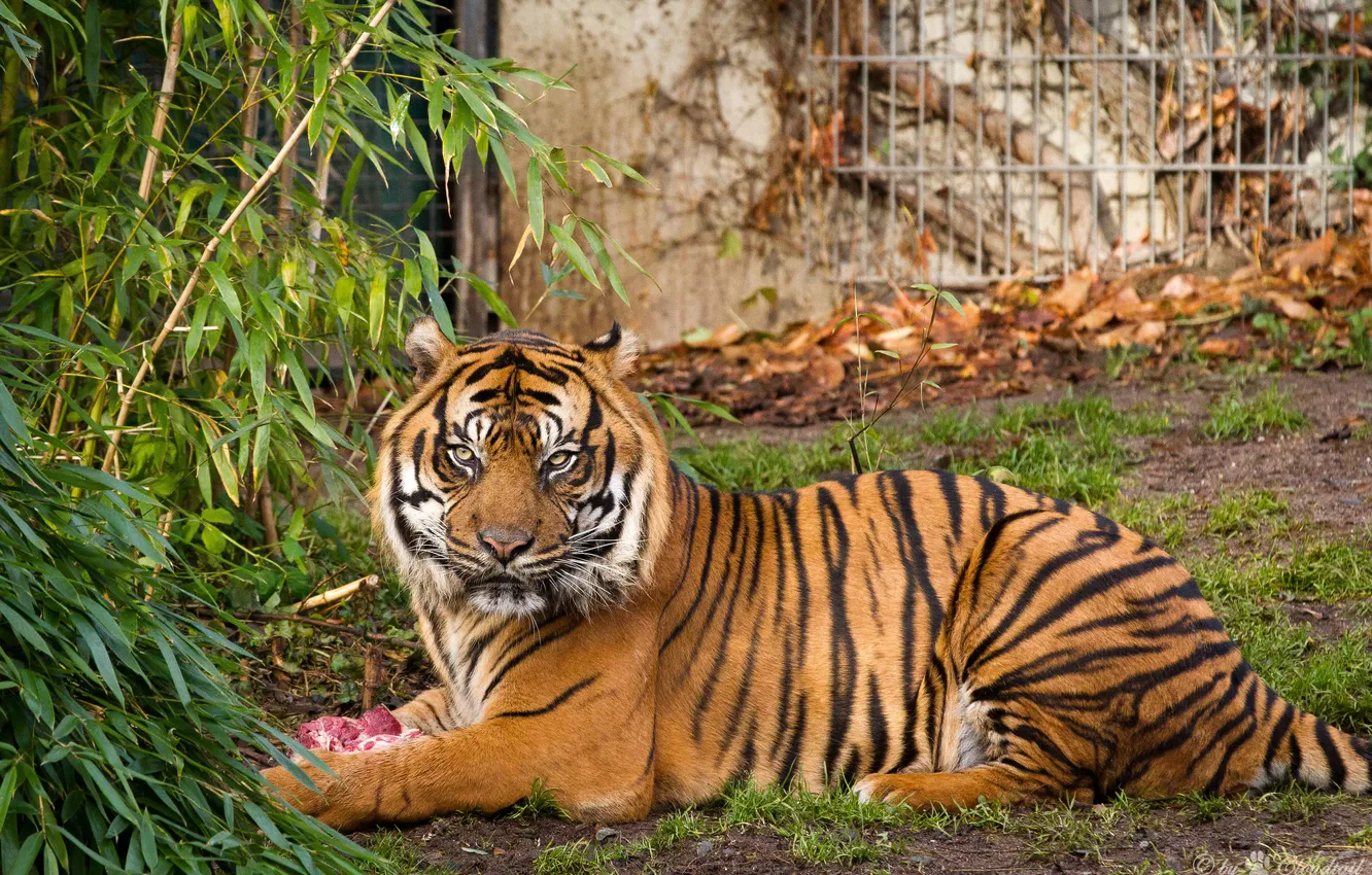 Photo wallpaper cat, tiger, Bush, Sumatran