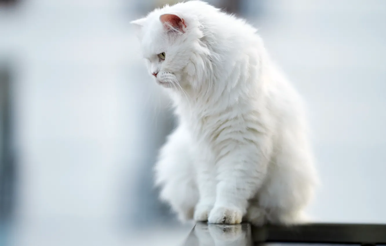 Photo wallpaper white, cat, mustache, wool