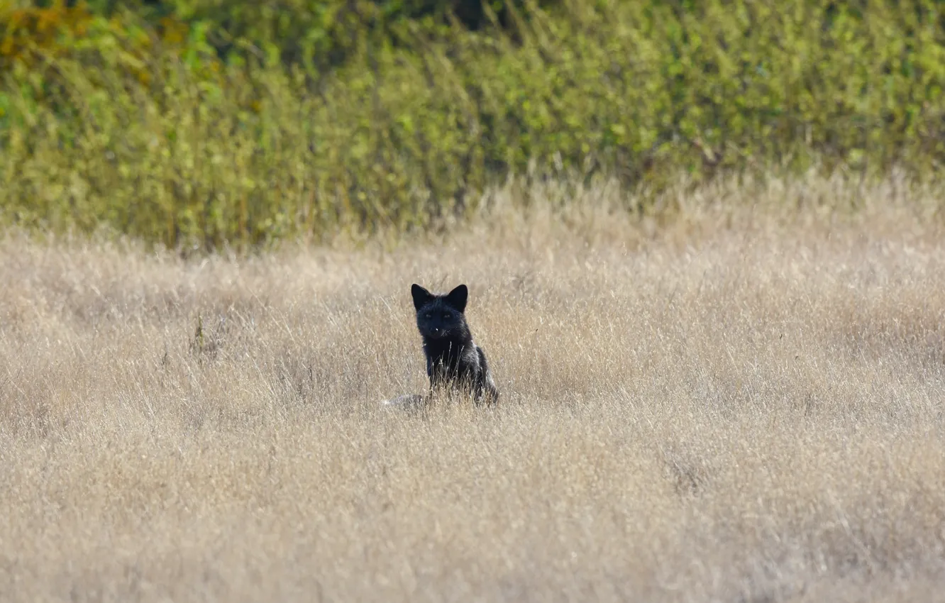 Photo wallpaper look, nature, Fox, Silver Fox
