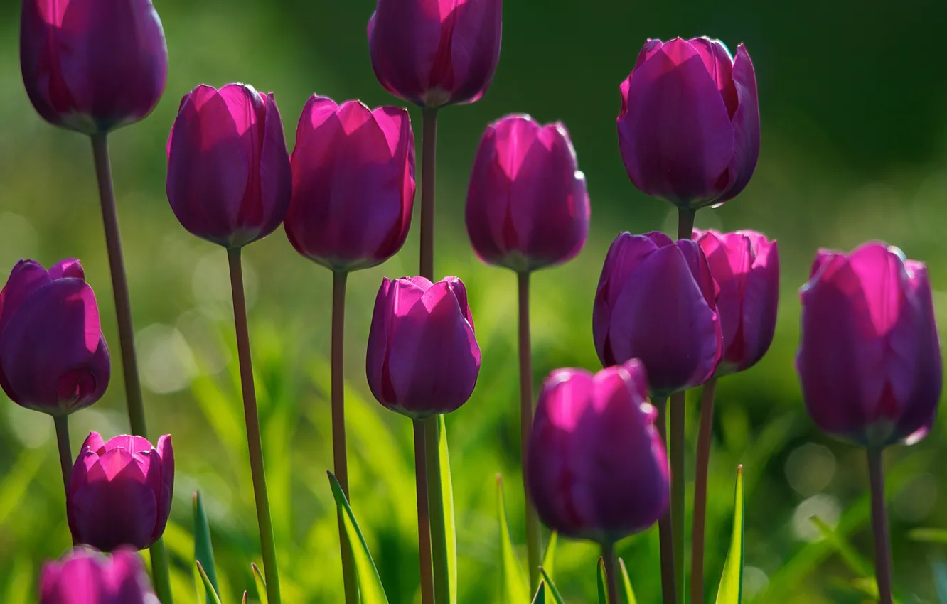 Photo wallpaper forest, summer, grass, light, flowers, freshness, Park, plant