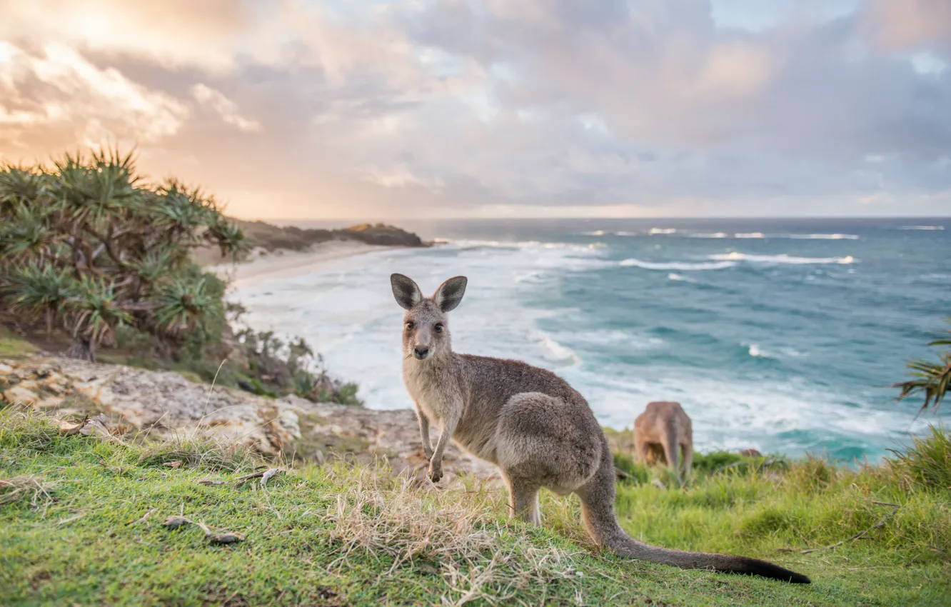 Photo wallpaper sea, grass, coast, kangaroo, South Australia, Kangaroo Island, South Australia, Kangaroo Island