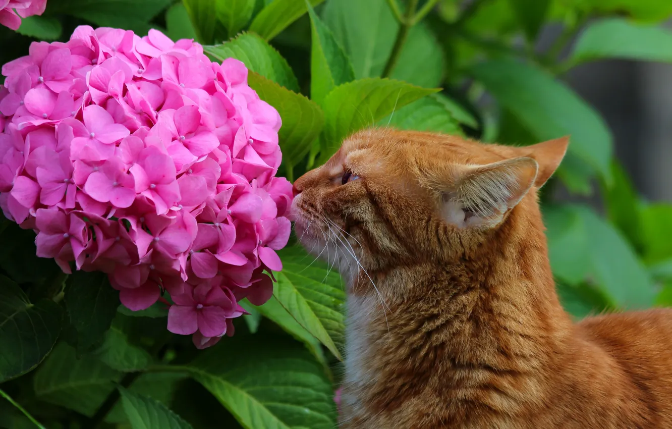 Photo wallpaper animals, summer, cat, cats, flowers, nature, beauty, hydrangea