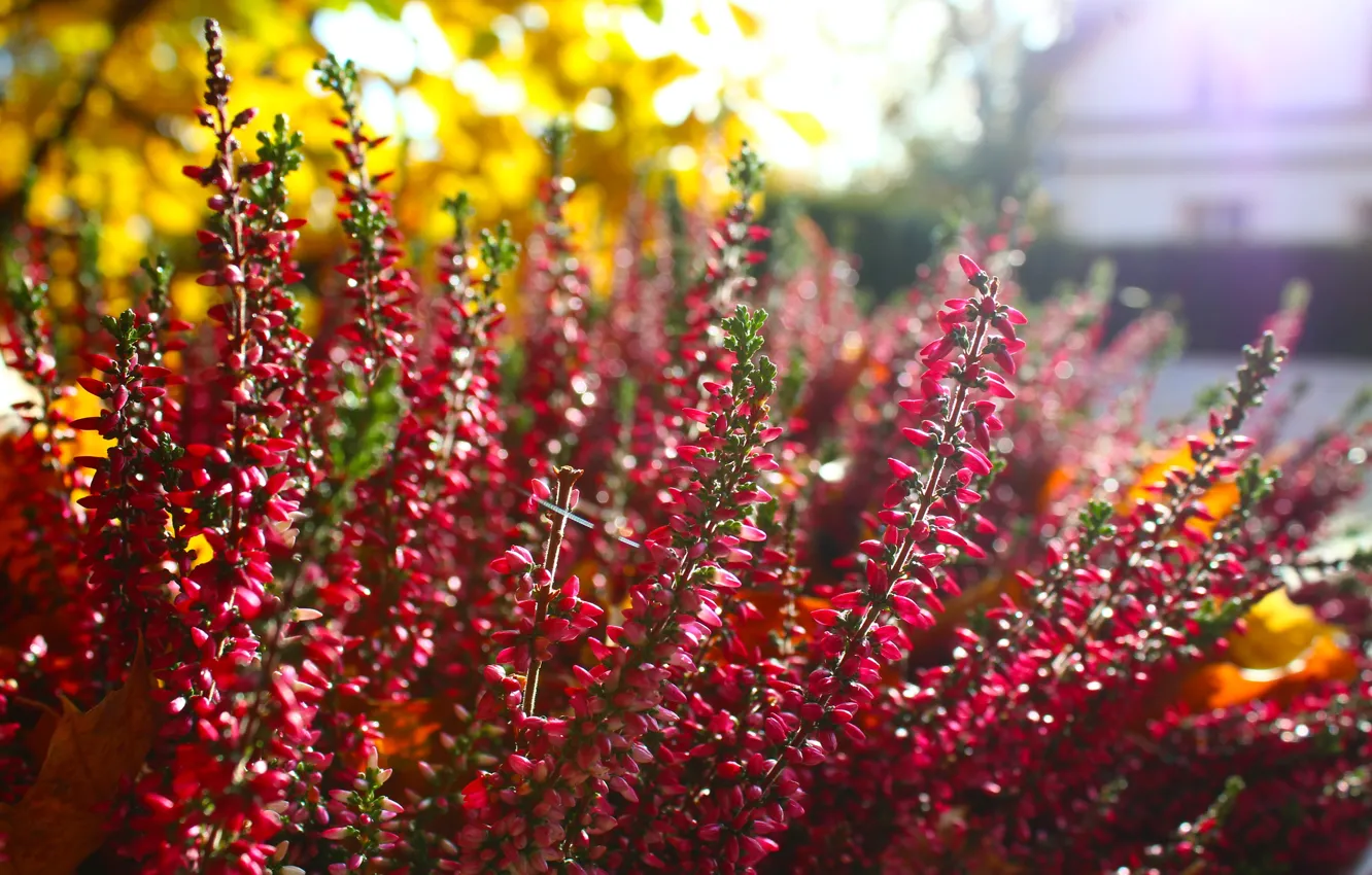 Photo wallpaper autumn, garden, Heathers, blooming