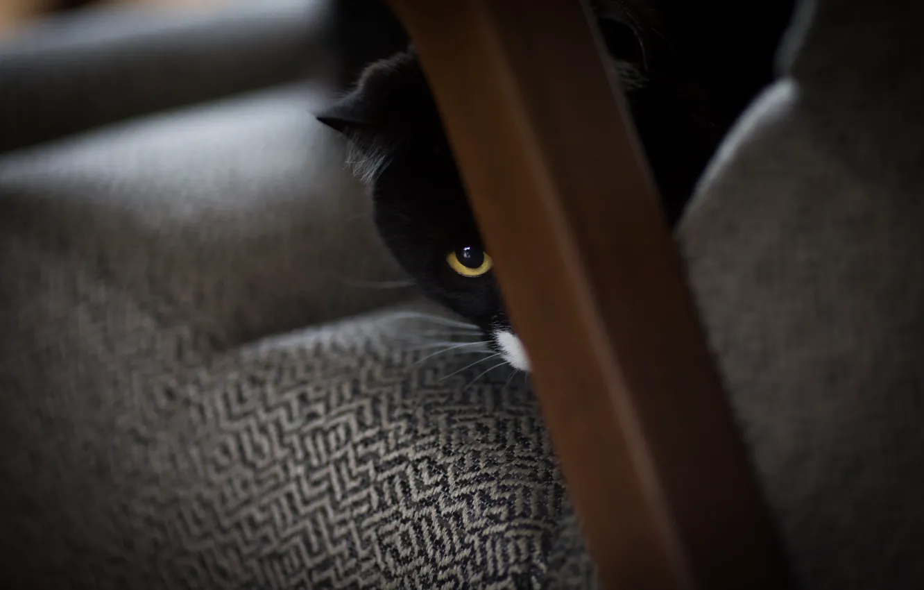 Photo wallpaper eyes, cat, black and white