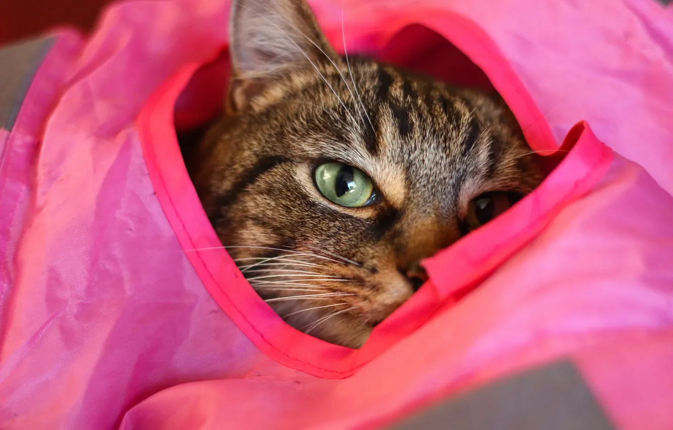 Photo wallpaper eyes, cat, look, hid