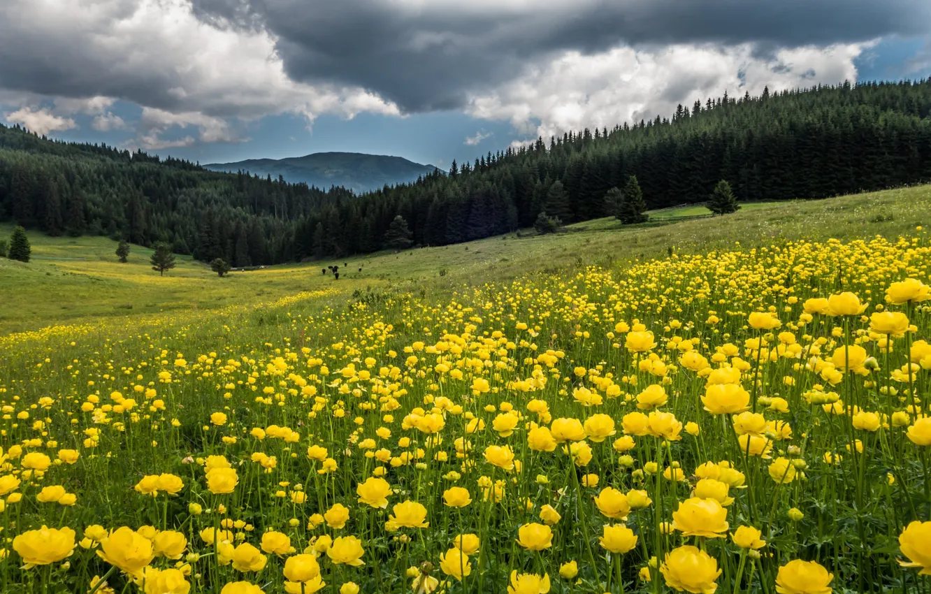 Photo wallpaper field, forest, flowers, yellow, hills, globeflowers