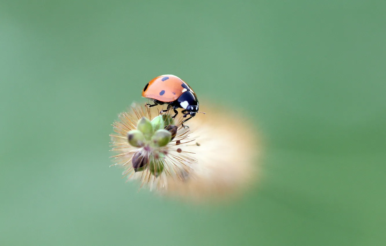 Photo wallpaper ladybug, insect, ladybird