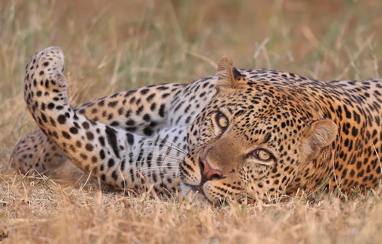 Photo wallpaper look, paws, leopard