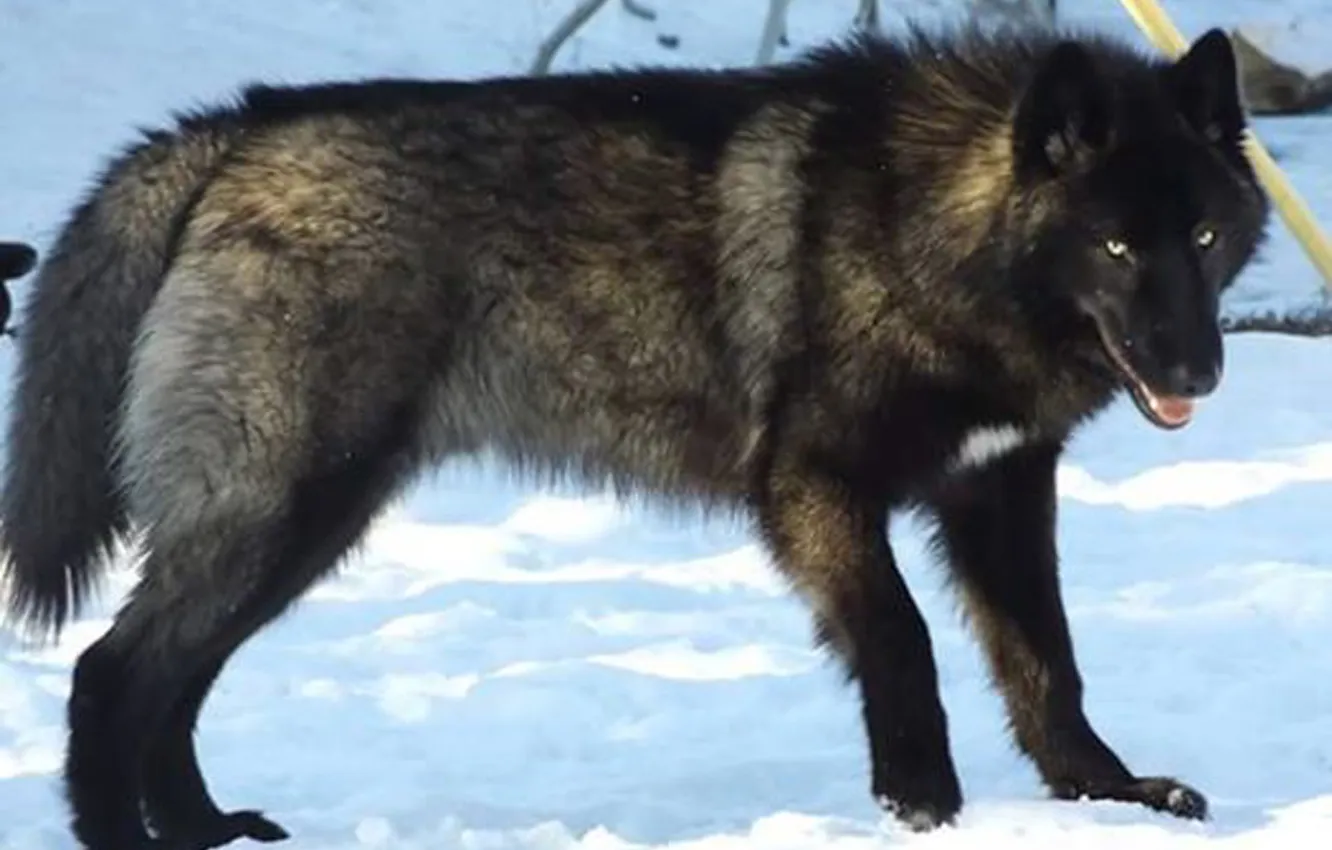 Photo wallpaper nature, snow, predator, face, animal, wolf, wildlife, portrait