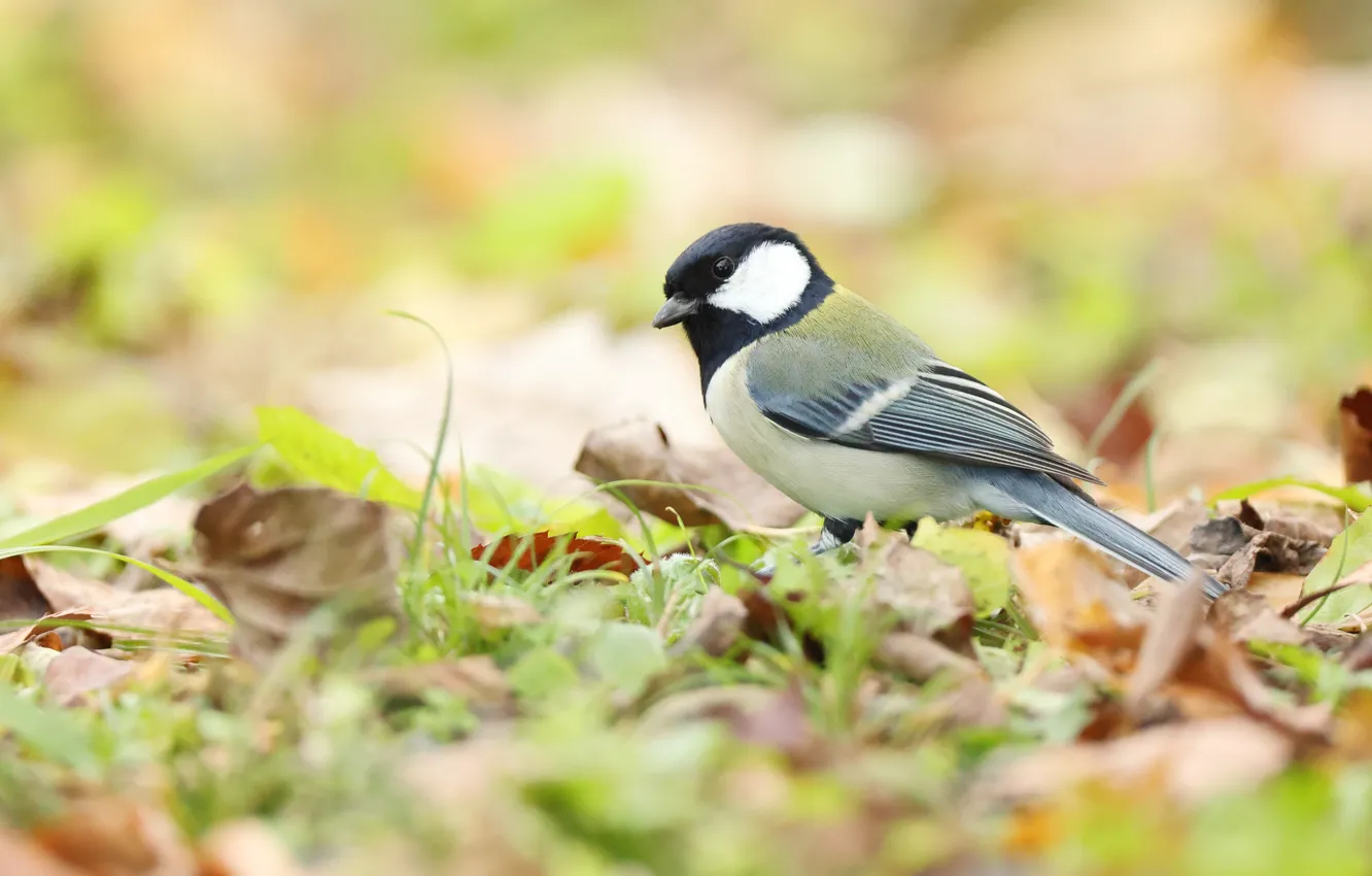 Photo wallpaper bird, foliage, tit