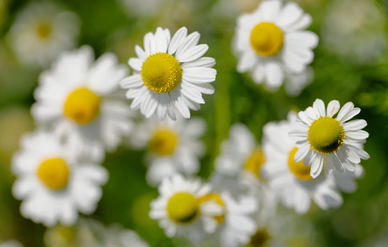 Photo wallpaper macro, chamomile, bokeh