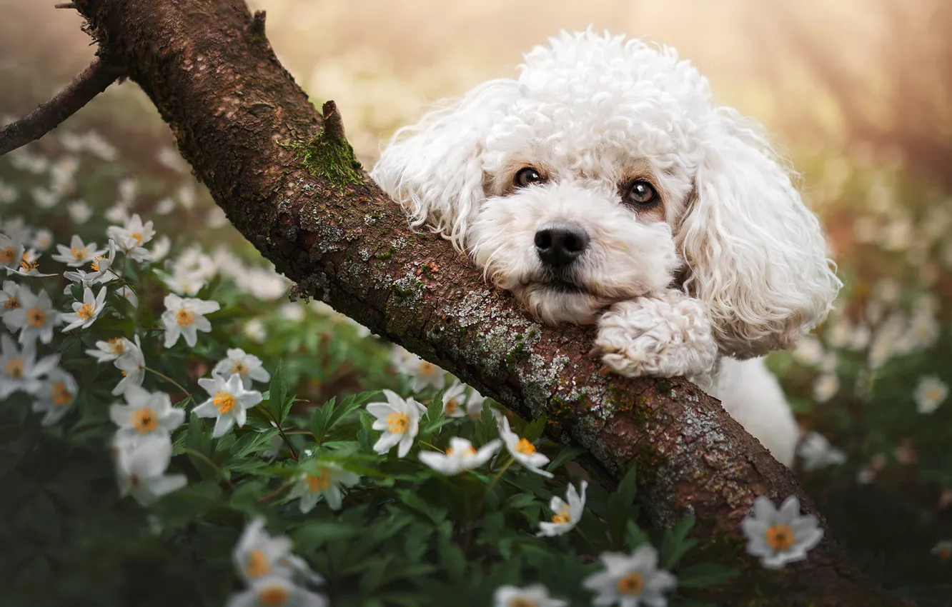 Photo wallpaper white, look, trees, flowers, branches, glade, portrait, dog