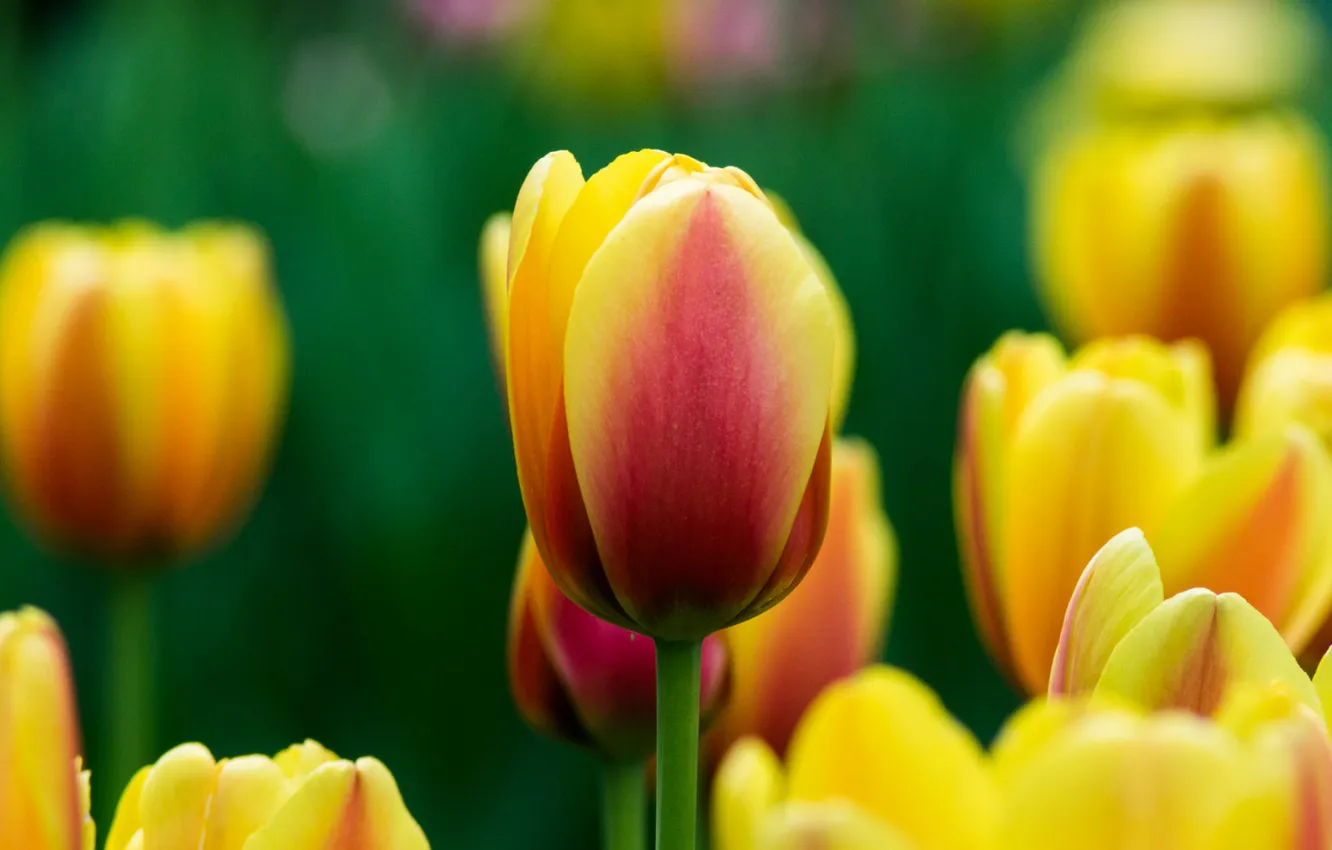 Photo wallpaper flowers, yellow, spring, tulips, flowerbed, bokeh, two-tone, red-yellow
