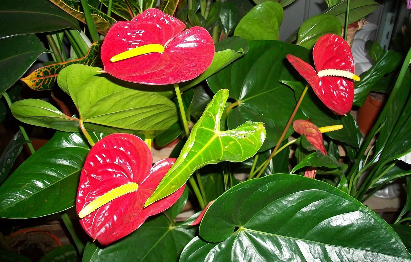 Photo wallpaper red, Anthurium, Flower Flamingo