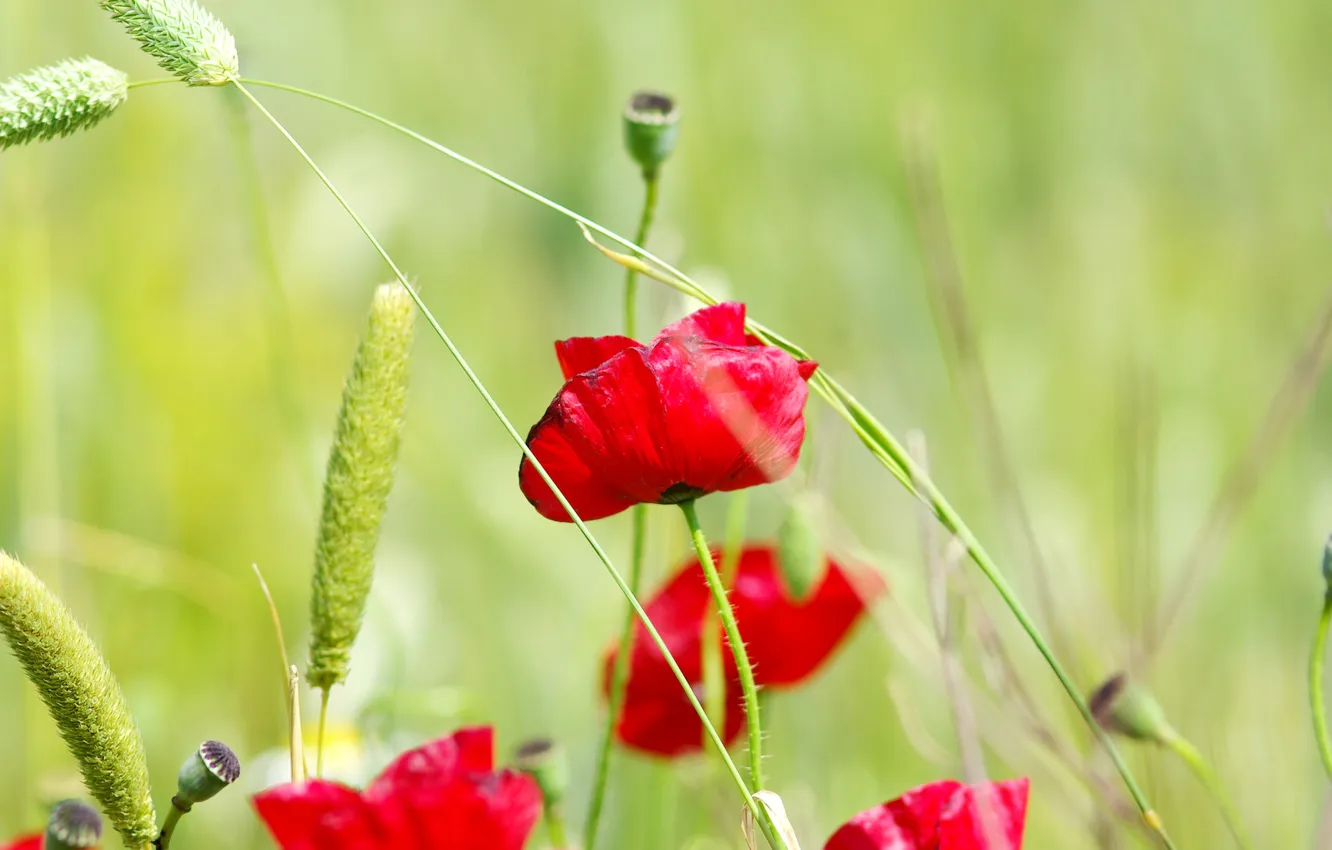 Photo wallpaper flowers, Maki, spikelets, al