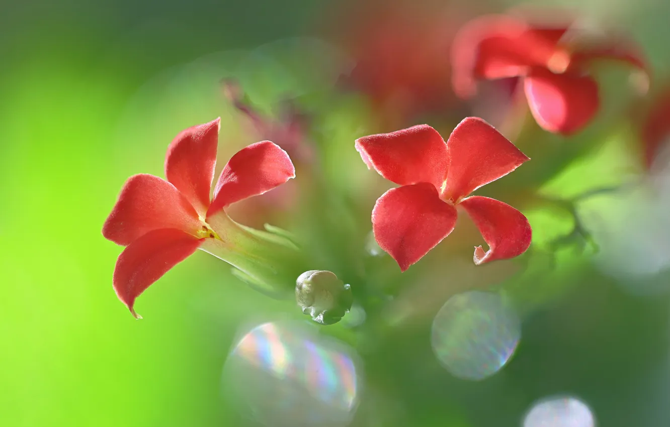 Photo wallpaper flowers, plant, petals, inflorescence