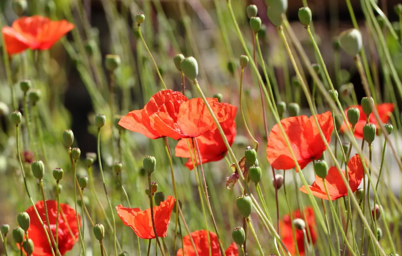 Photo wallpaper flowers, red, Maki, buds