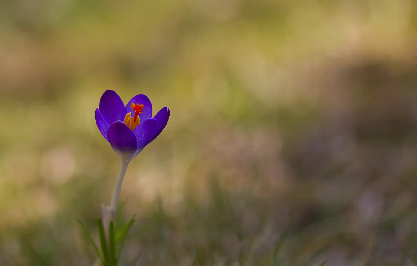 Photo wallpaper blue, blur, crocuses