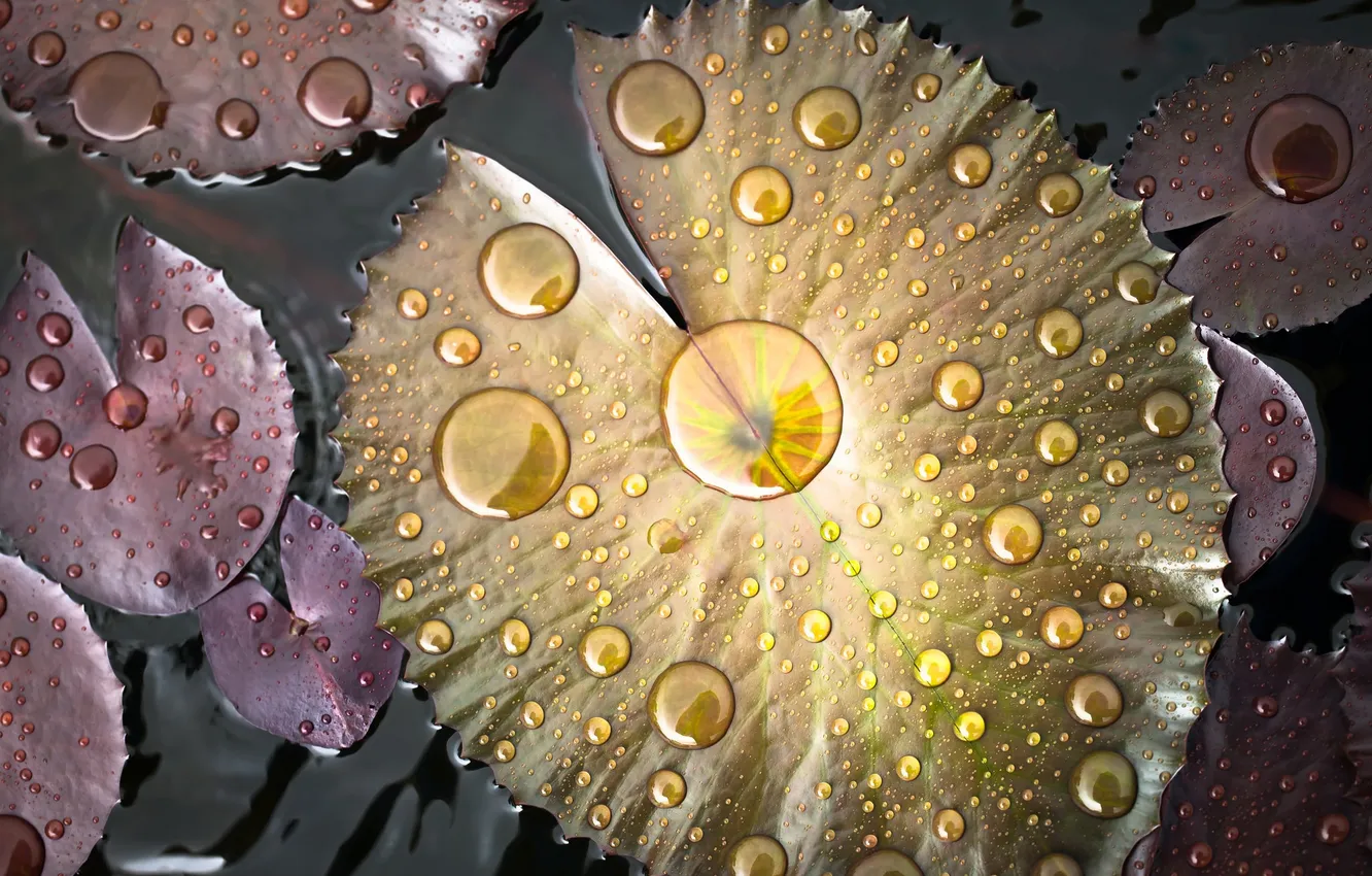 Photo wallpaper leaves, water, drops, color, pond