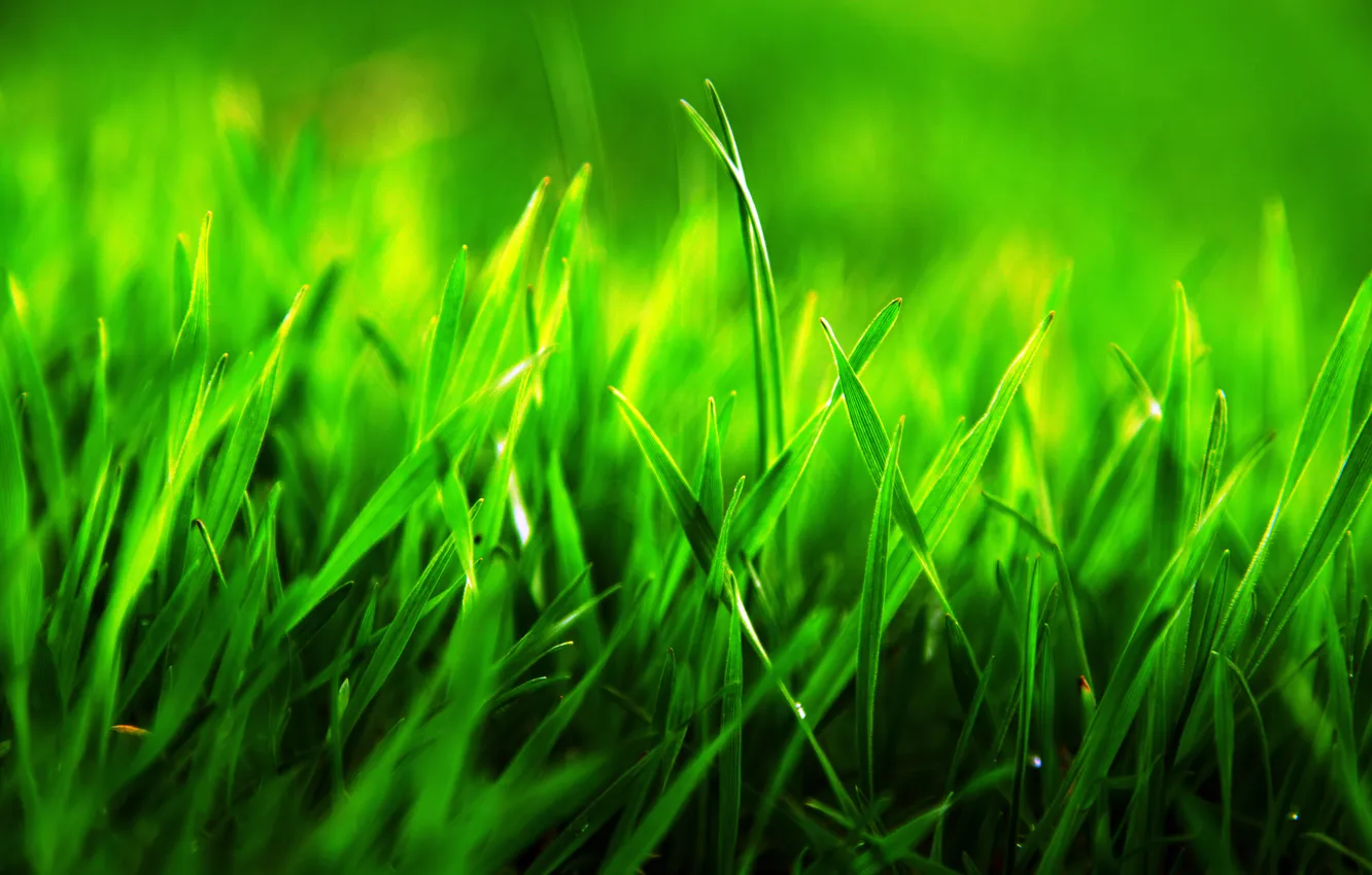 Photo wallpaper grass, macro, green