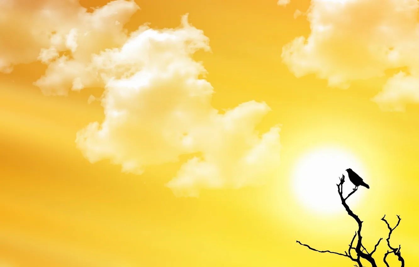 Photo wallpaper the sky, the sun, clouds, branches, abstraction, bird, Wallpaper, silhouette