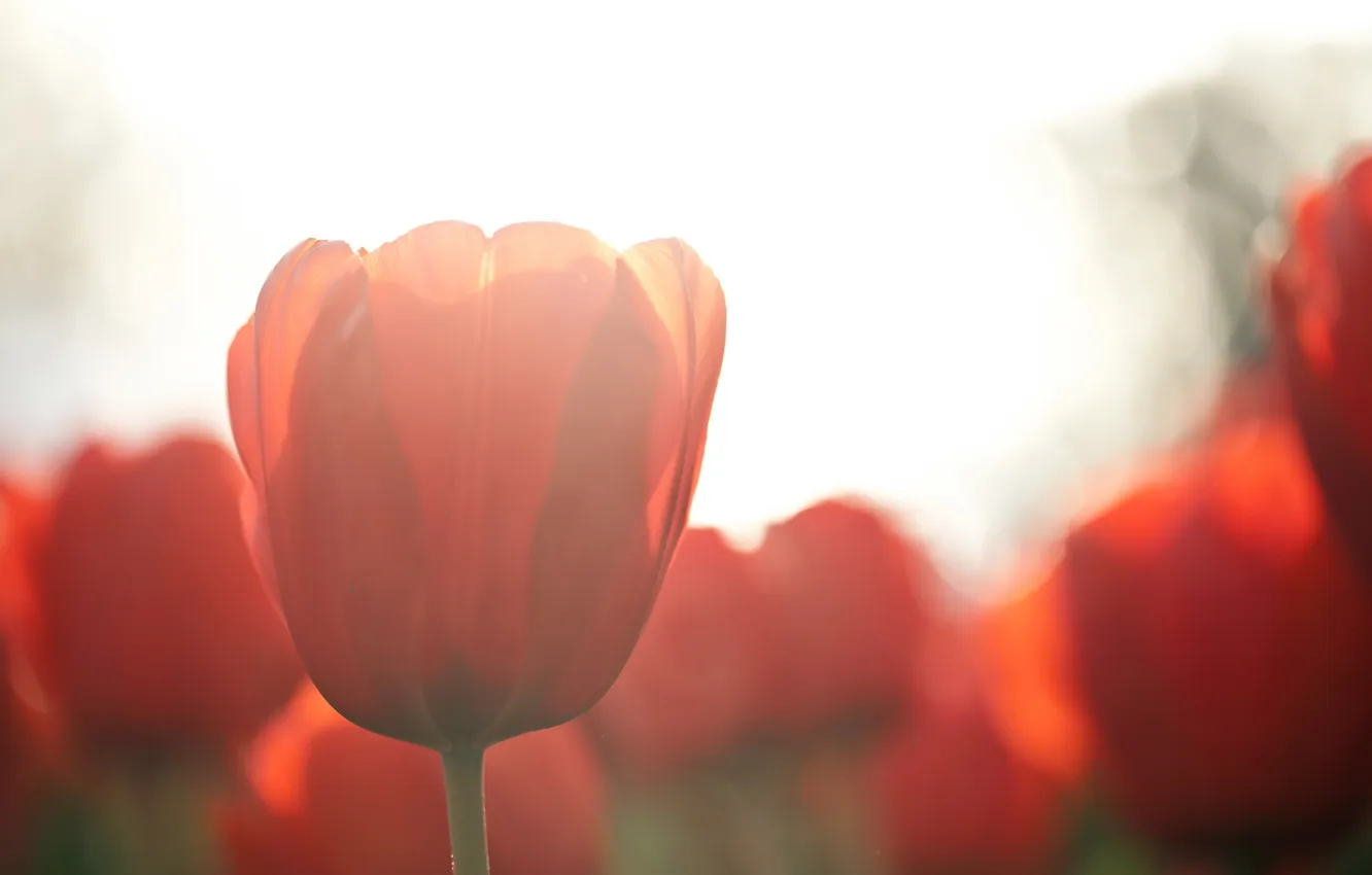 Photo wallpaper nature, background, tulips