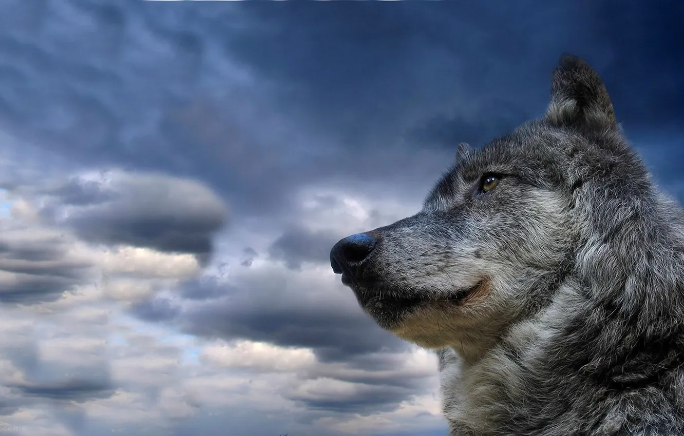 Photo wallpaper the sky, face, clouds, wolf, wool