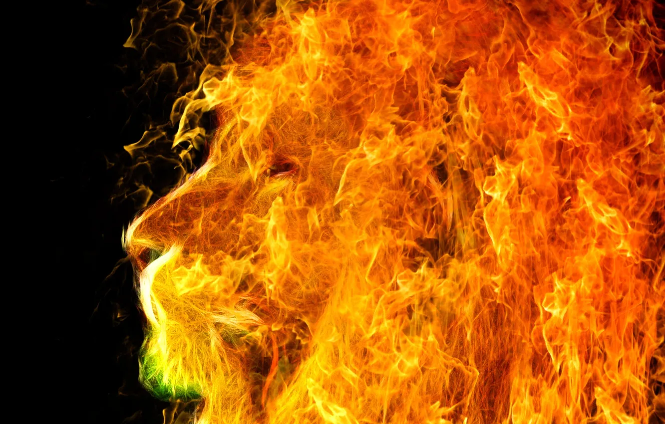 Photo wallpaper fire, animal, predator, Leo, profile