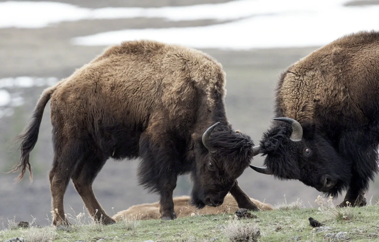 Photo wallpaper nature, fight, Buffalo