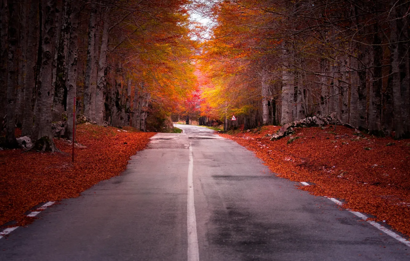 Photo wallpaper road, autumn, trees