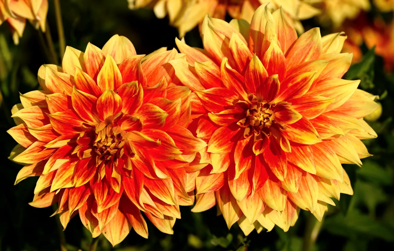 Photo wallpaper flowers, orange, flowering, chrysanthemum