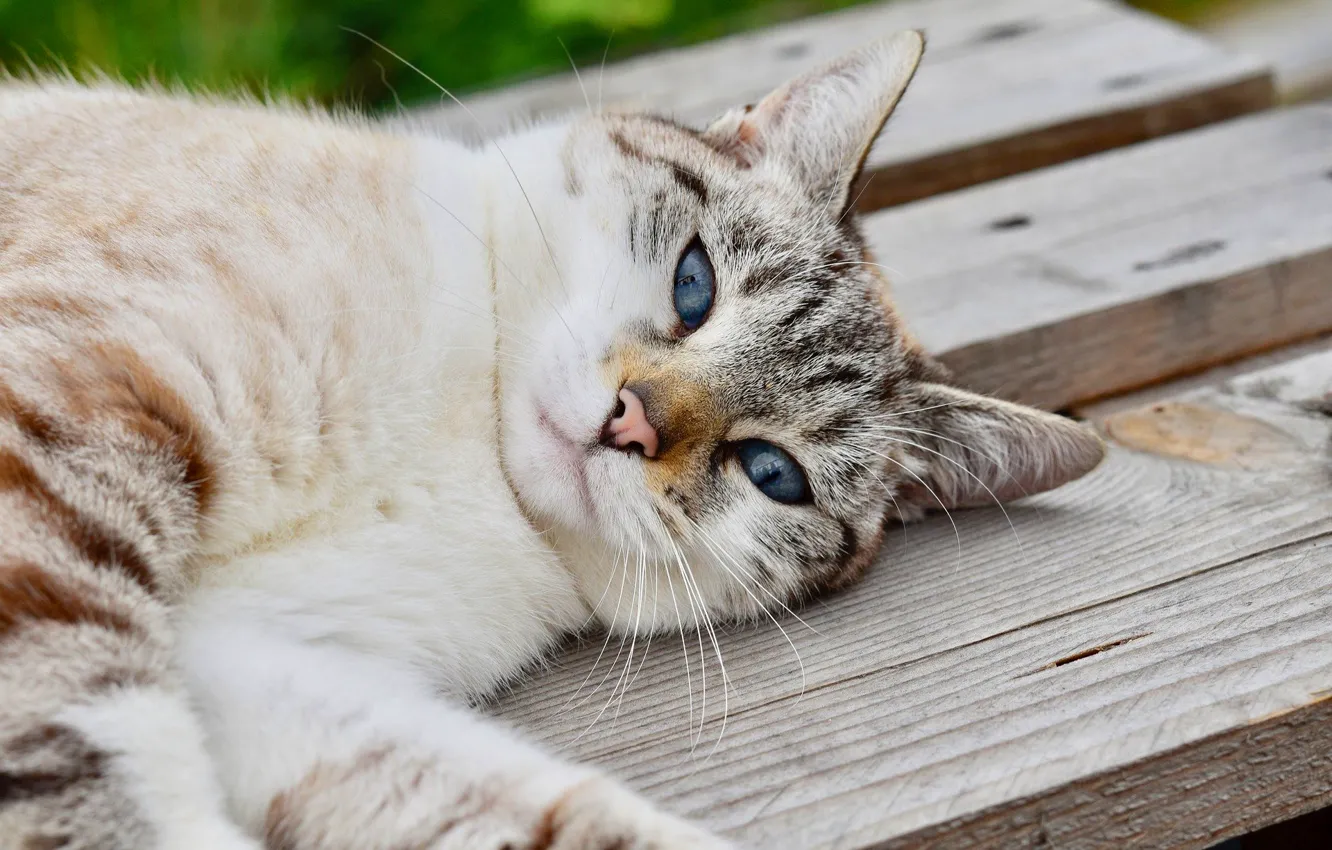 Photo wallpaper cat, face, lies, blue eyes
