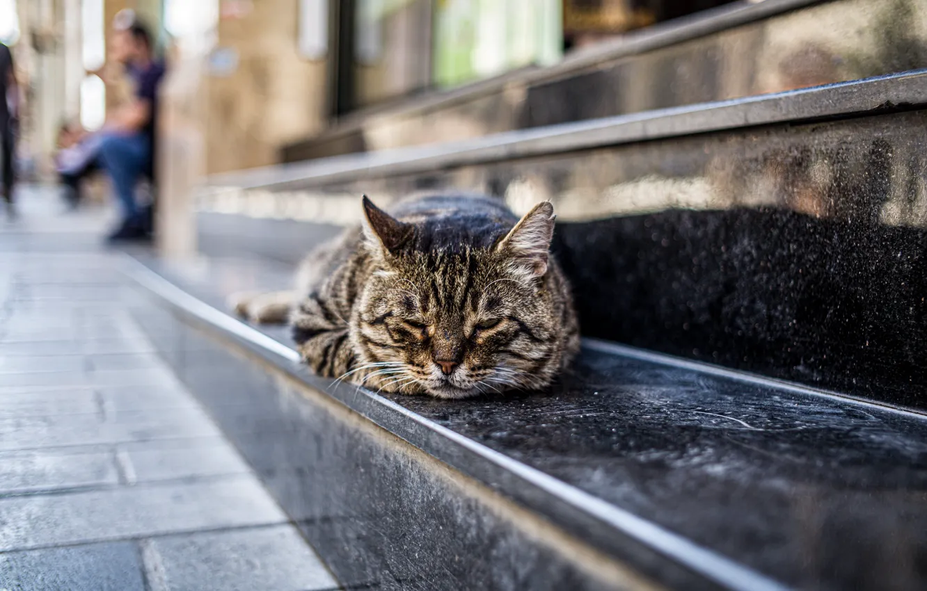 Photo wallpaper cat, background, lies