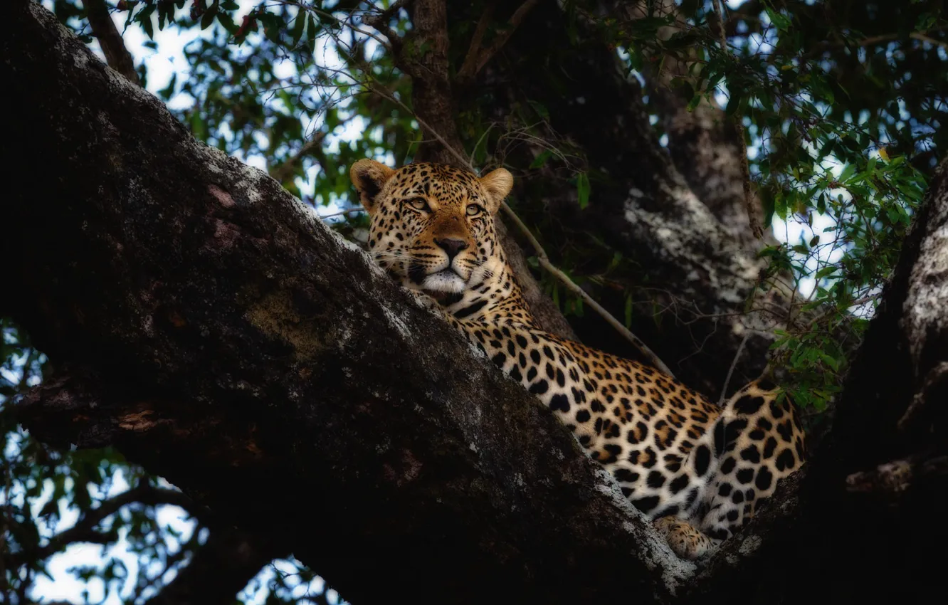 Photo wallpaper look, leaves, trees, branches, the dark background, stay, treatment, leopard