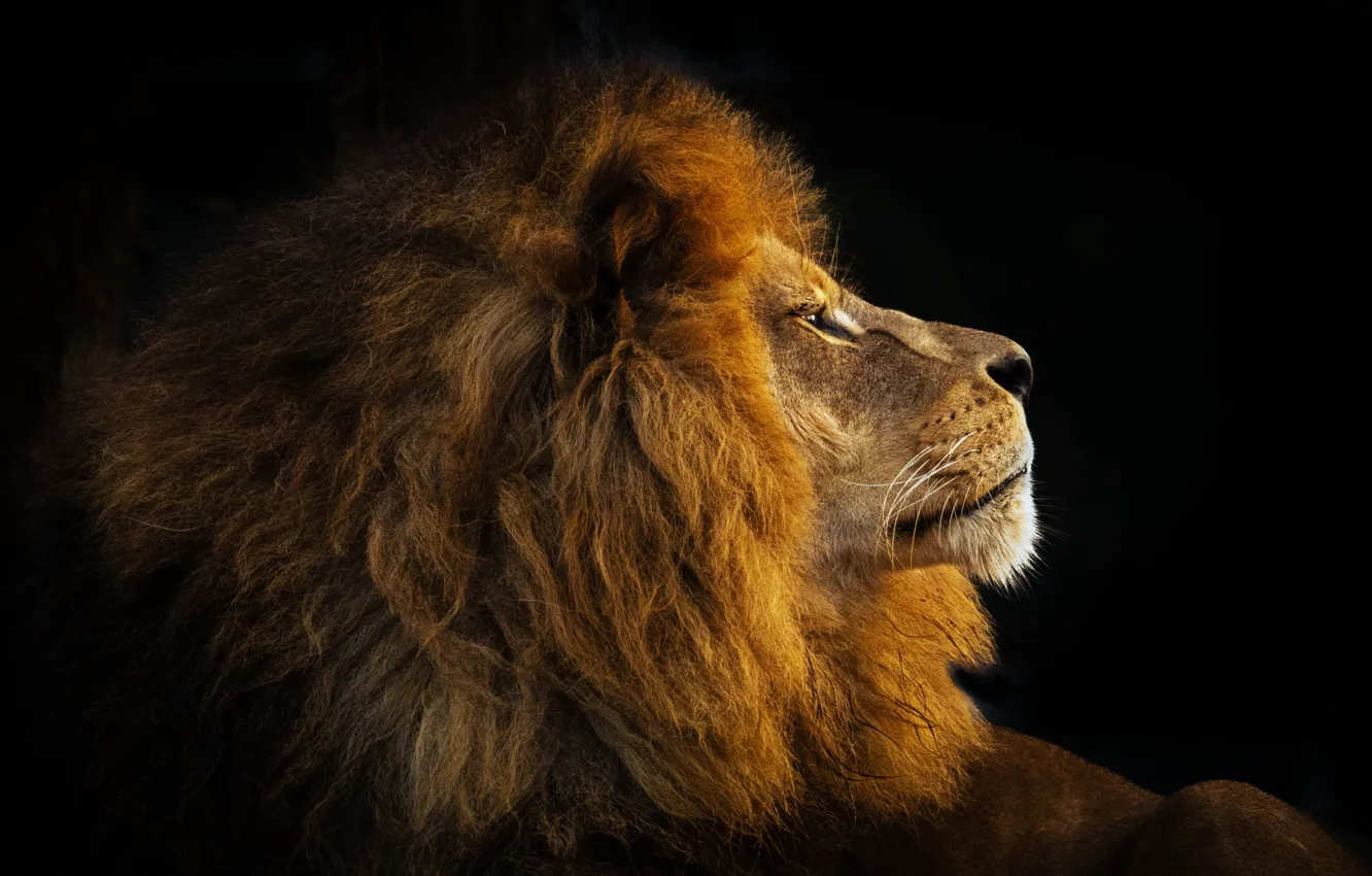 Photo wallpaper look, face, light, portrait, Leo, king, mane, profile