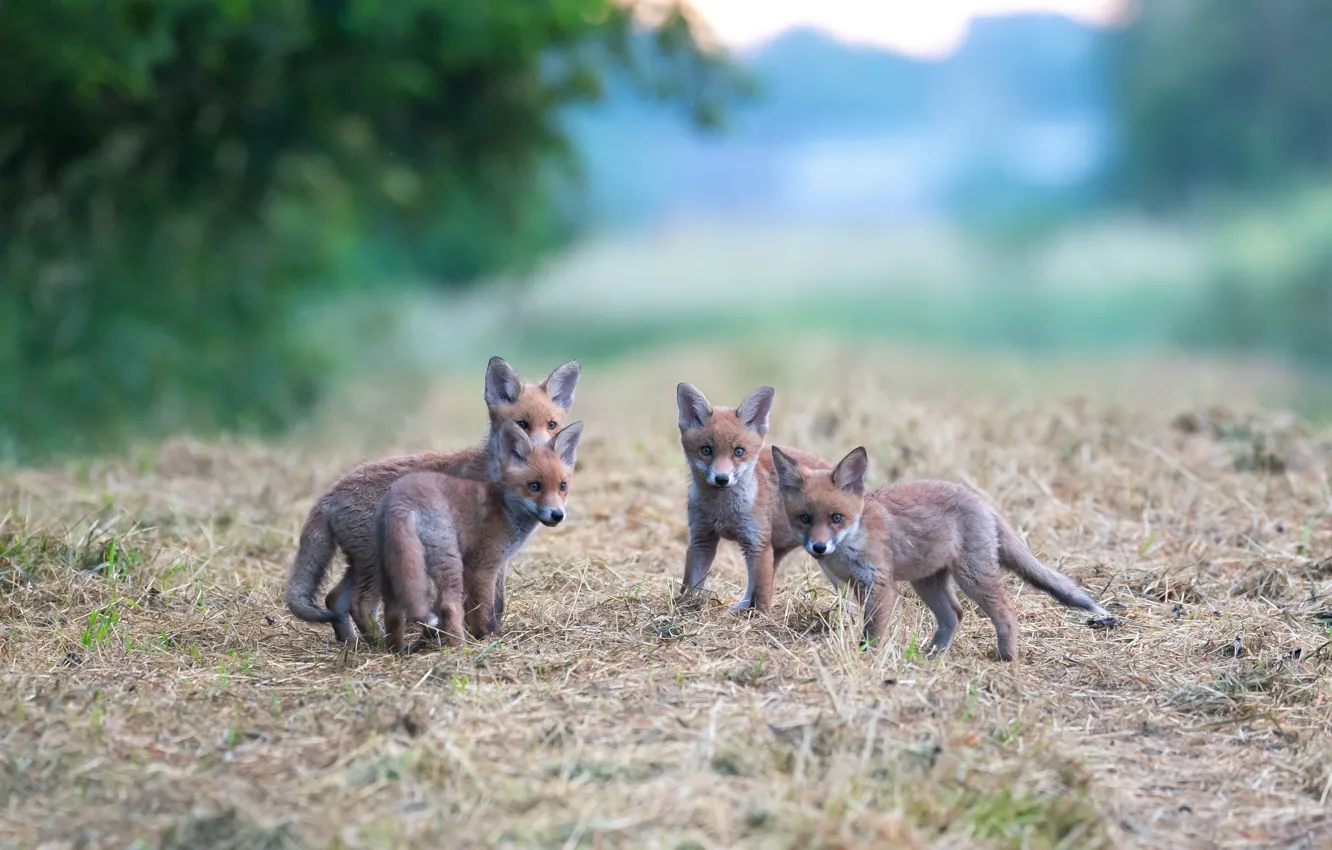 Photo wallpaper four, cub, Luxembourg, wildlife, wildlife, Fox, Luxembourg, Fox children