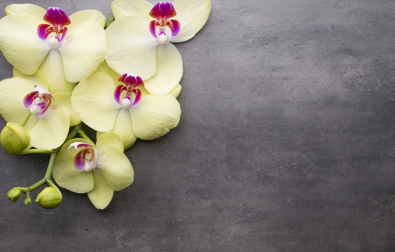 Photo wallpaper flower, background, branch, Orchid, yellow