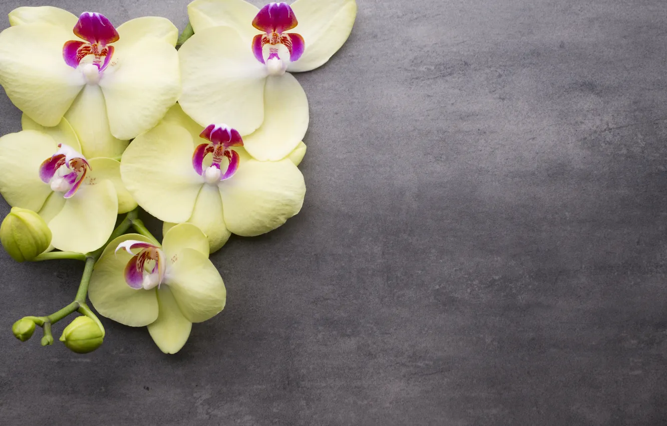 Photo wallpaper flowers, branches, yellow, background, Orchid