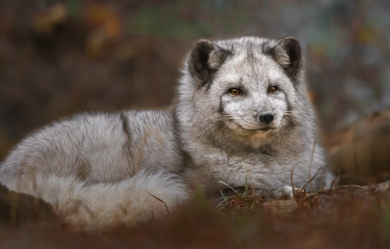Photo wallpaper look, grey, lies, face, Fox