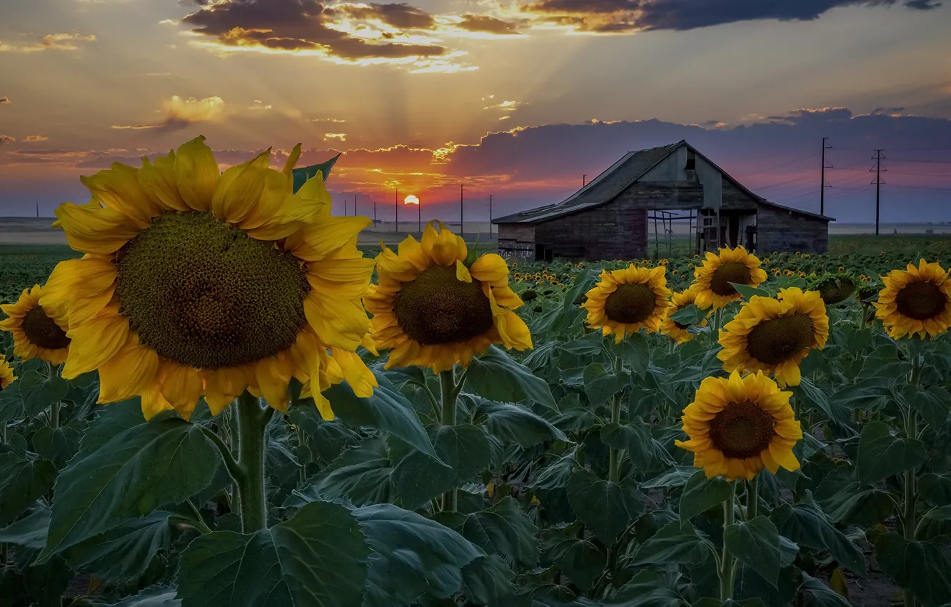 Photo wallpaper summer, sunflowers, sunset