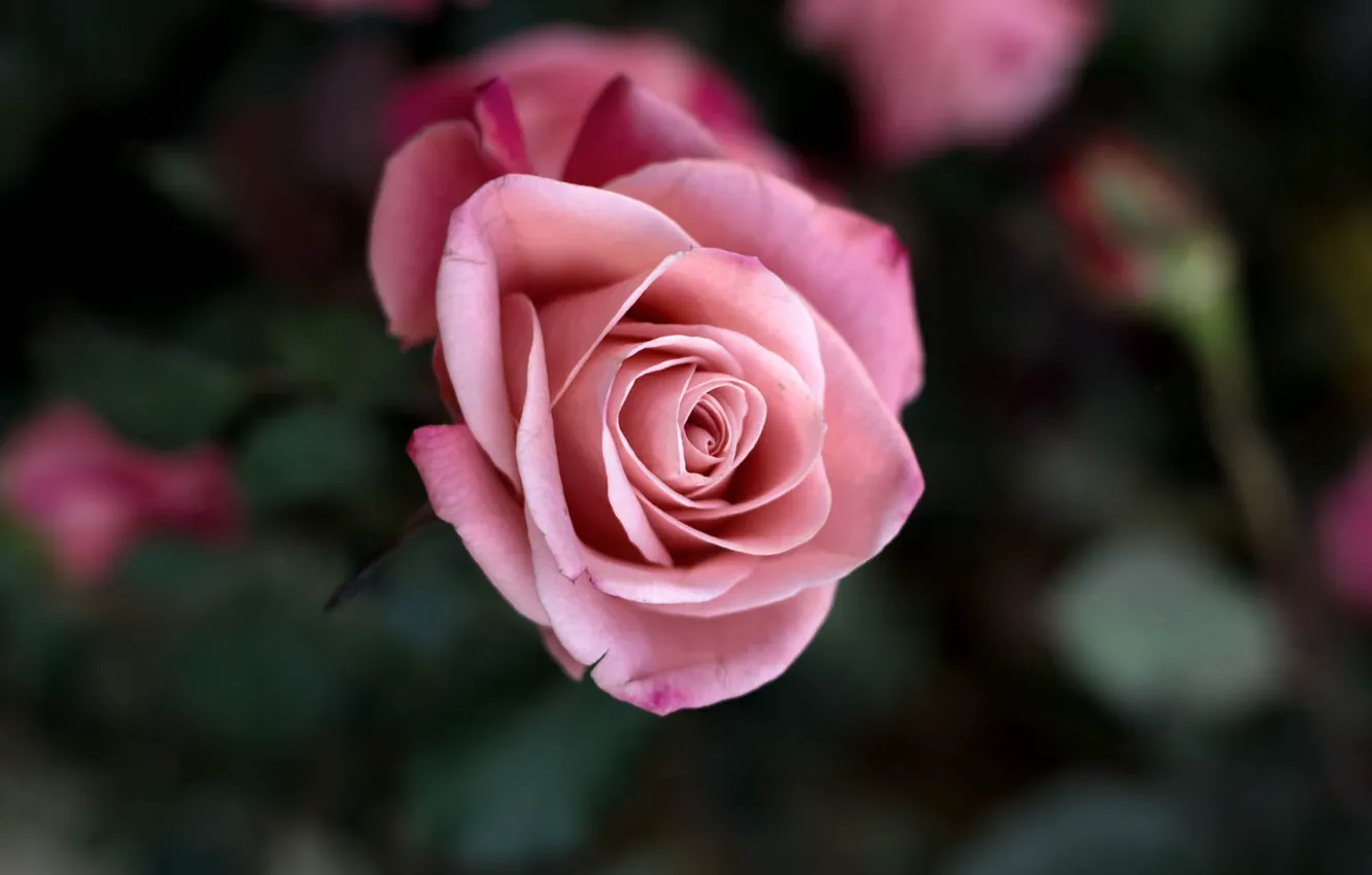 Photo wallpaper flowers, background, roses, petals, pink, the bushes